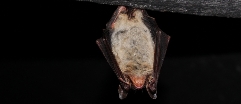 Szczecińscy naukowcy: potrzebna baza danych o aktywności nietoperzy na farmach wiatrowych