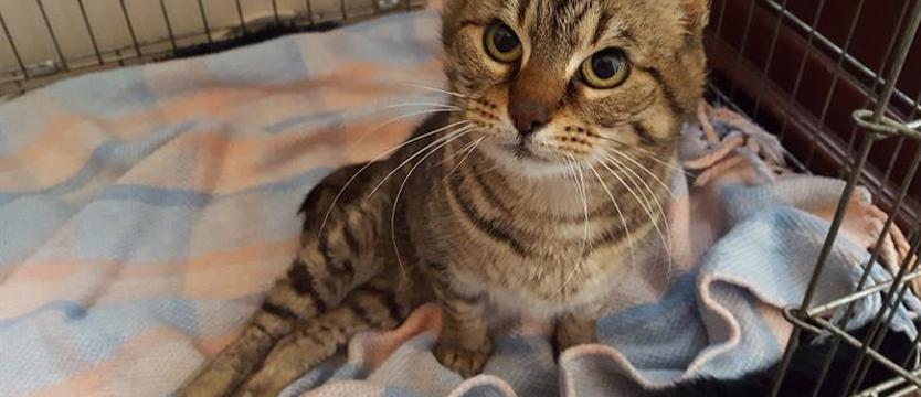 Dla TOZiakowych brzuszków. Apel: razem możemy więcej pomóc