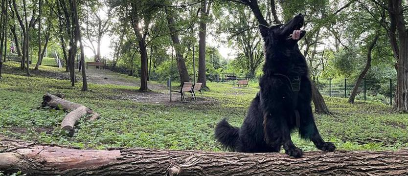 Psia polana w parku Brodowskim