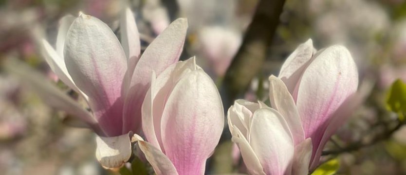 Wiosenny symbol Szczecina. Spacer szlakiem magnolii