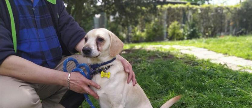 Zapłakany biszkoptowy słodziak