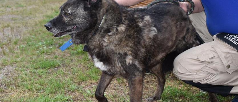 Weź mnie KURIEREM do domu. Astor, czyli czekanie na cud