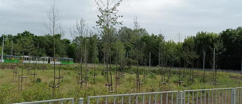 Pętla martwych drzew