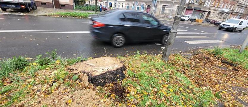 Bezsensowne zniszczenie drzewa. Lipa, czyli szczecińskie „nie da się"