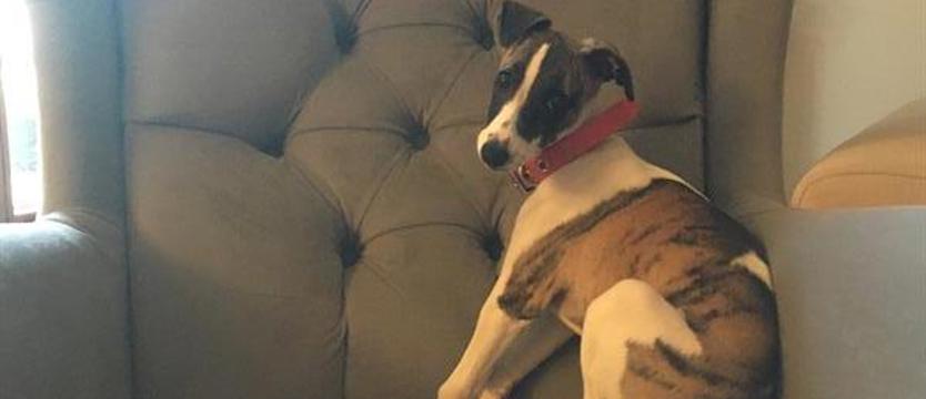 „Ależ pana zrobili…”. Czy prawo własności do psa nie jest prawem obywatelskim?