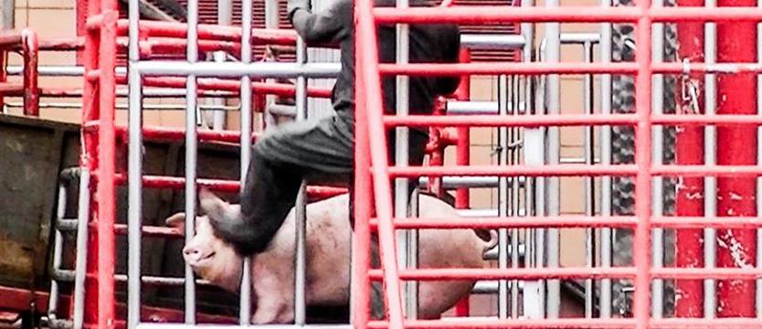 Kolejny skazany za znęcanie się nad zwierzętami w Agrofirmie Witkowo