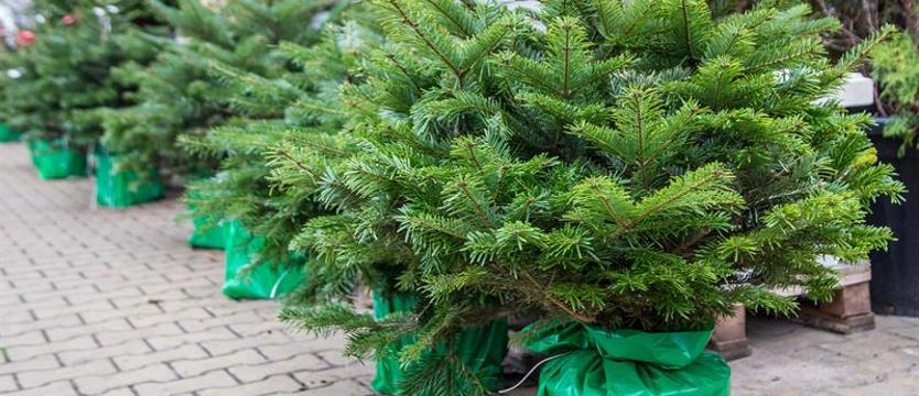 Można udekorować drzewko. Dla klimatu na jarmarku