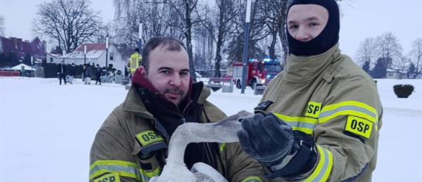 Przymarzł do lodu. Łabędź uratowany w Ińsku