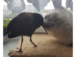 Uskrzydlona przyjaźń w azylu dla ptaków