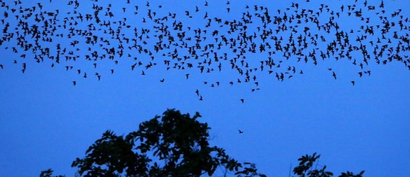 Lubuskie: trwają migracje nietoperzy, lecą na zimowiska także nad autostradą A2