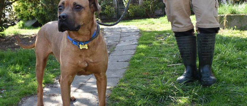 Weź mnie KURIEREM do domu. Ajax po stokroć