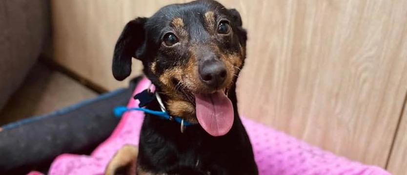 Weź mnie KURIEREM do domu. Niczym spłoszona sarenka