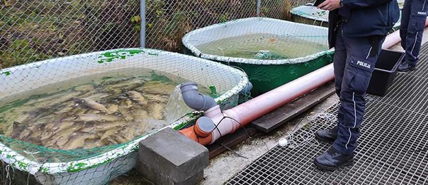 Uśmiercili cenne tarlaki. Nagroda 5 tys. zł za wskazanie sprawcy