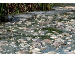 Usuwają śnięte ryby z Odry. Trwa walka ze skutkami ekologicznej katastrofy