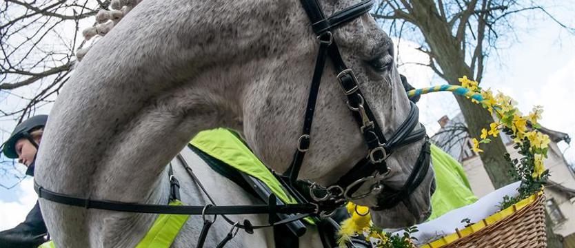 Święcenie pokarmów w stajni ZUT