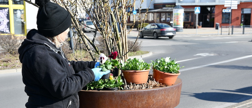 Ruszyło sadzenie kwiatów w Świnoujściu