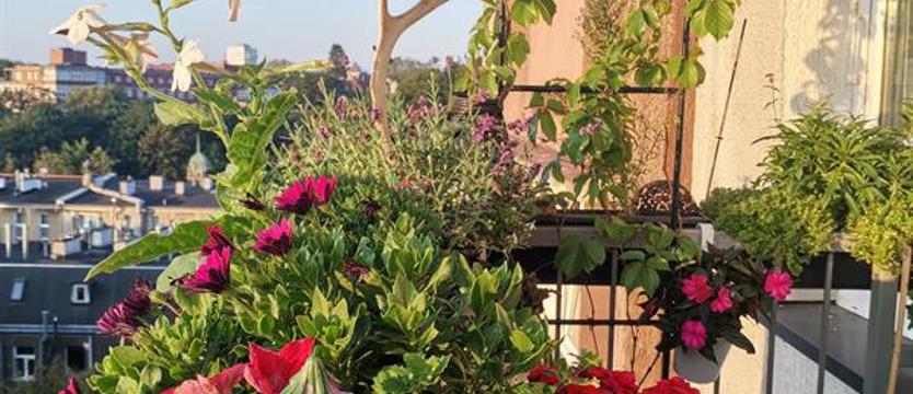 Balkon pełen kwiatów i dziecięcych pomysłów