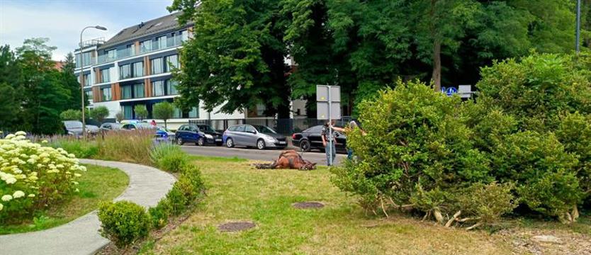 Fiasko sekcji zwłok świnoujskiego konia