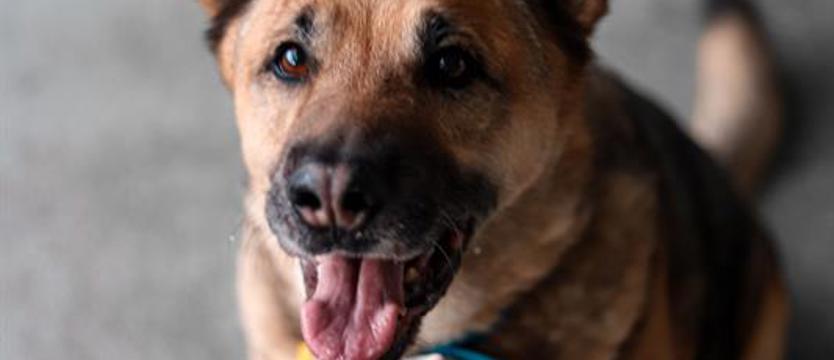 Weź mnie KURIEREM do domu. Staruszek Czaki