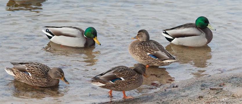 Zachodniopomorskie zagrożone ptasią grypą