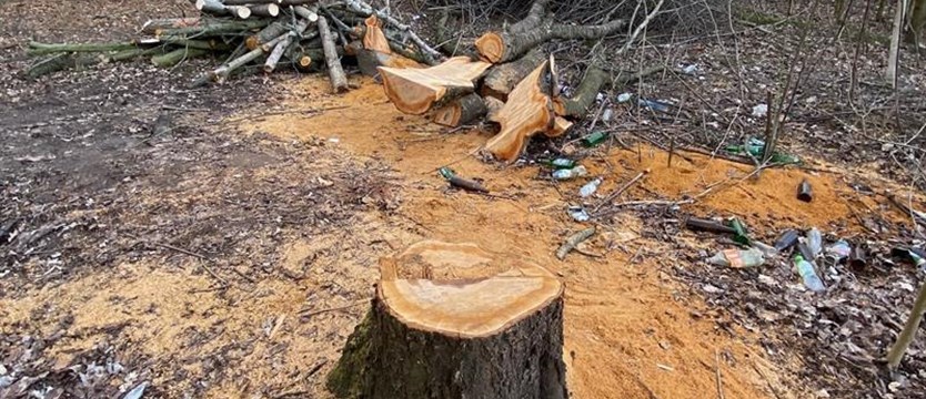W sprawie „Przygodnej”. Po ścięciu drzew – wniosek do prokuratury