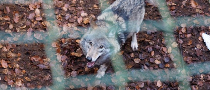 Powrót wilka. Kamyk znów w wolierze Wolińskiego Parku Narodowego