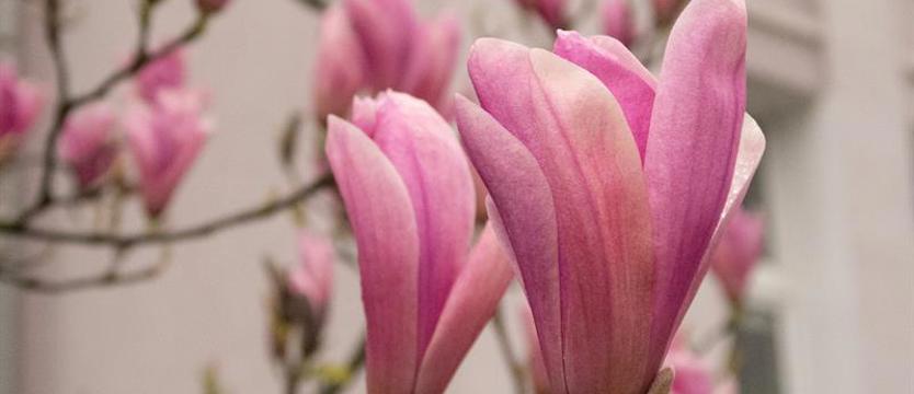 Zrób zdjęcie i wygraj. Czekamy na najpiękniejsze magnolie!