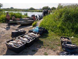 Masowo wyławiają śnięte ryby, które od południa napływają do Szczecina