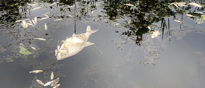 Śnięte ryby w Kanale Kurowskim