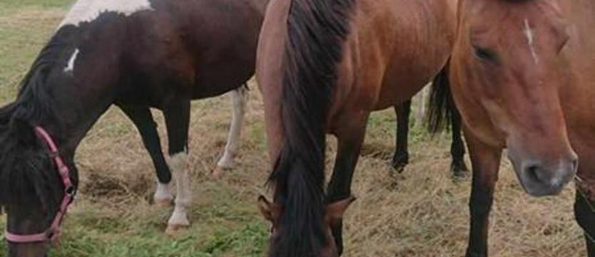 Właściciel zmarł, konie zostały