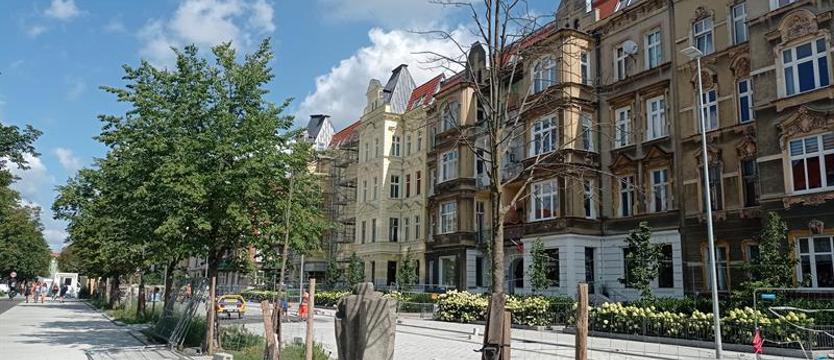 Lipa z (następnymi) lipami. Postęp nowej inwestycji – regres starej zieleni