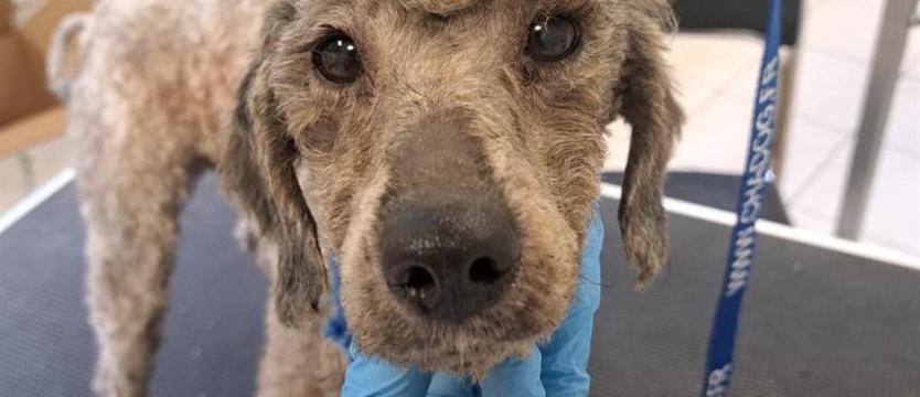 Psy w zawieszeniu. Właścicielka pseudohodowli chce odzyskać czworonogi