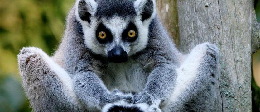 Głosujemy na imię dla lemura!