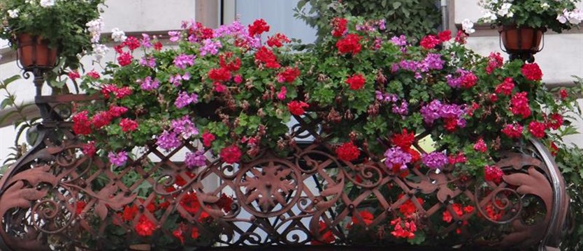 „Cały Szczecin w kwiatach”. Zgłoś do konkursu swój balkon, taras, ogród!