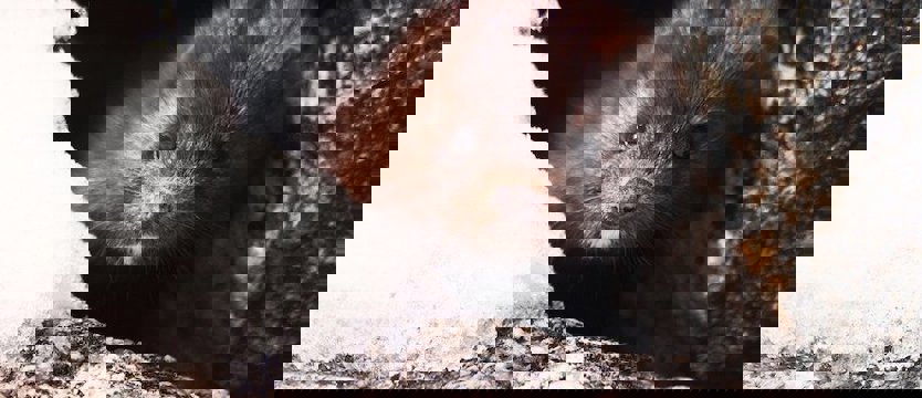 Pierwsze w Polsce przypadki zakażenia koronawirusem u norek hodowlanych