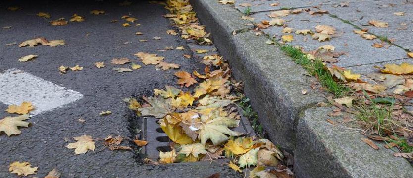 Sprzątanie liści z pasa drogowego. ZWiK przypomina