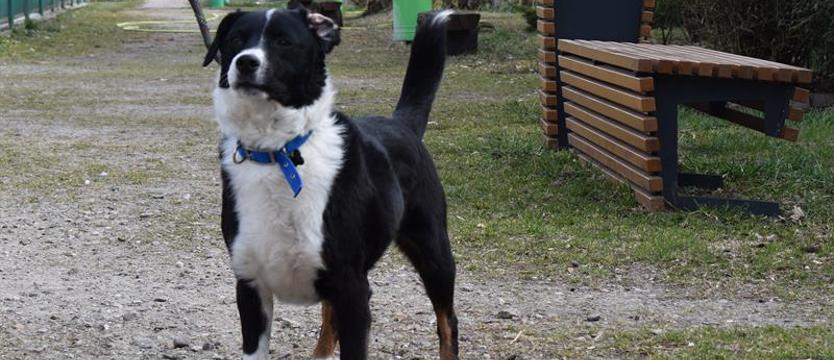 Weź mnie KURIEREM do domu. Dom dla łaciatego Czorta