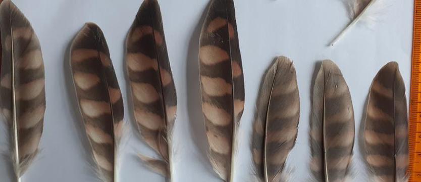 Osiemnaście piór chronionego ptaka w przesyłce