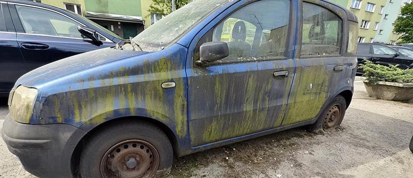 Panda prawie wrosła w podłoże
