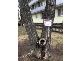 Transparentny przekaz o drzewach