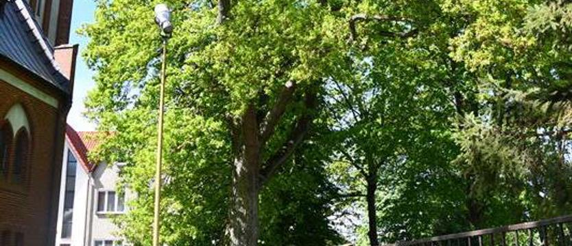 Zadbali o pomniki przyrody