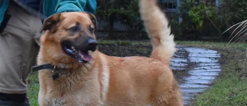 Weź mnie KURIEREM do domu. Hektor w mocy