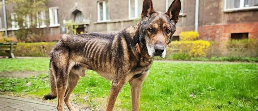 Cierpiący szkielet zwany Aresem. TOZ: biernie czekali na na jego śmierć