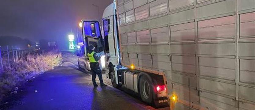 KAS kontroluje transporty żywych zwierząt wwożonych od strony Niemiec 