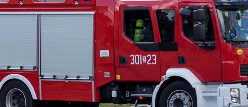 12 zastępów straży pożarnej gasi pożar młodnika w Witnicy