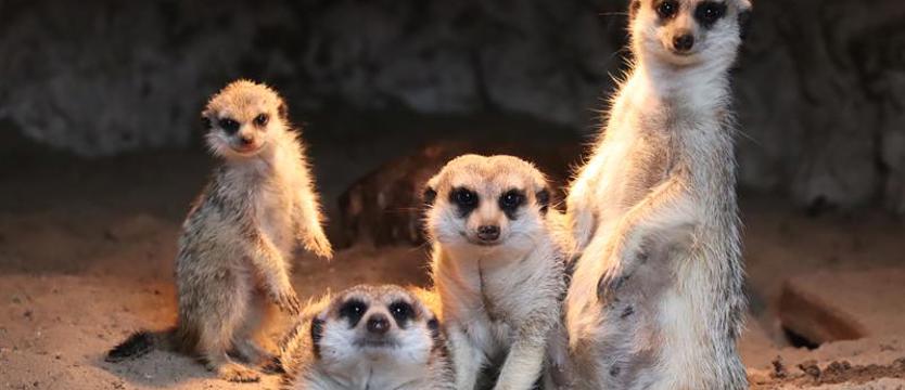 A może do zoo? Mamy zaproszenia dla Czytelników