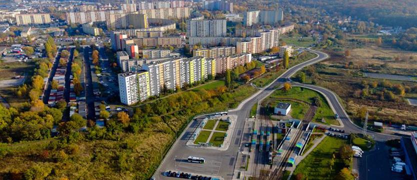 Jaki będzie dalszy los drzew? Planują wycinkę przy ul. Turkusowej