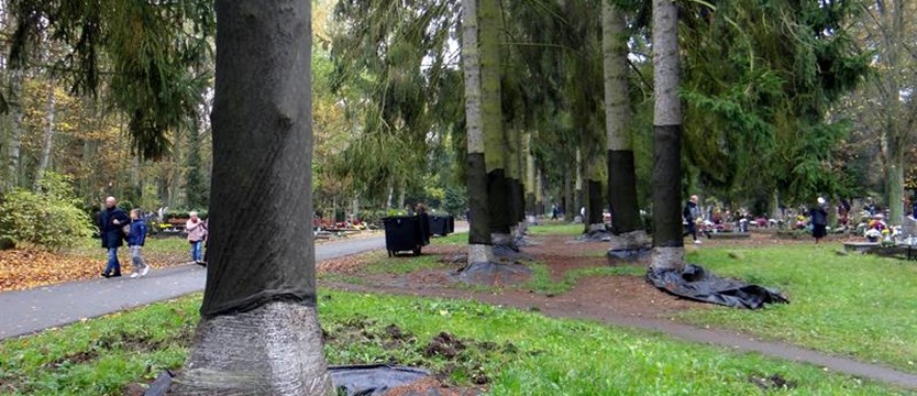 Plaga kornika wyniszcza cmentarne świerki