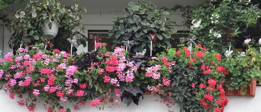 Trwa konkurs „Cały Szczecin w kwiatach”