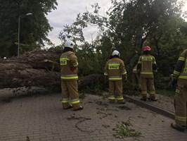 Zwaliło się potężne drzewo. Miejscowość pod Kołobrzegiem bez prądu